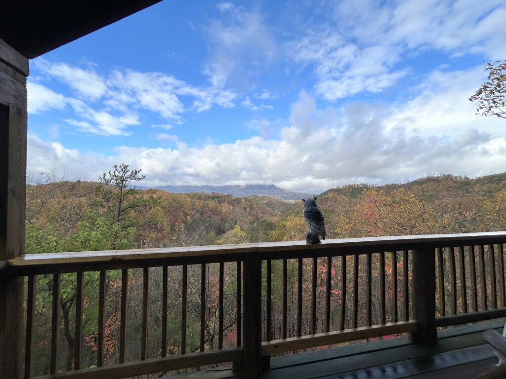 Views from a cabin porch